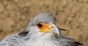 secretary-bird