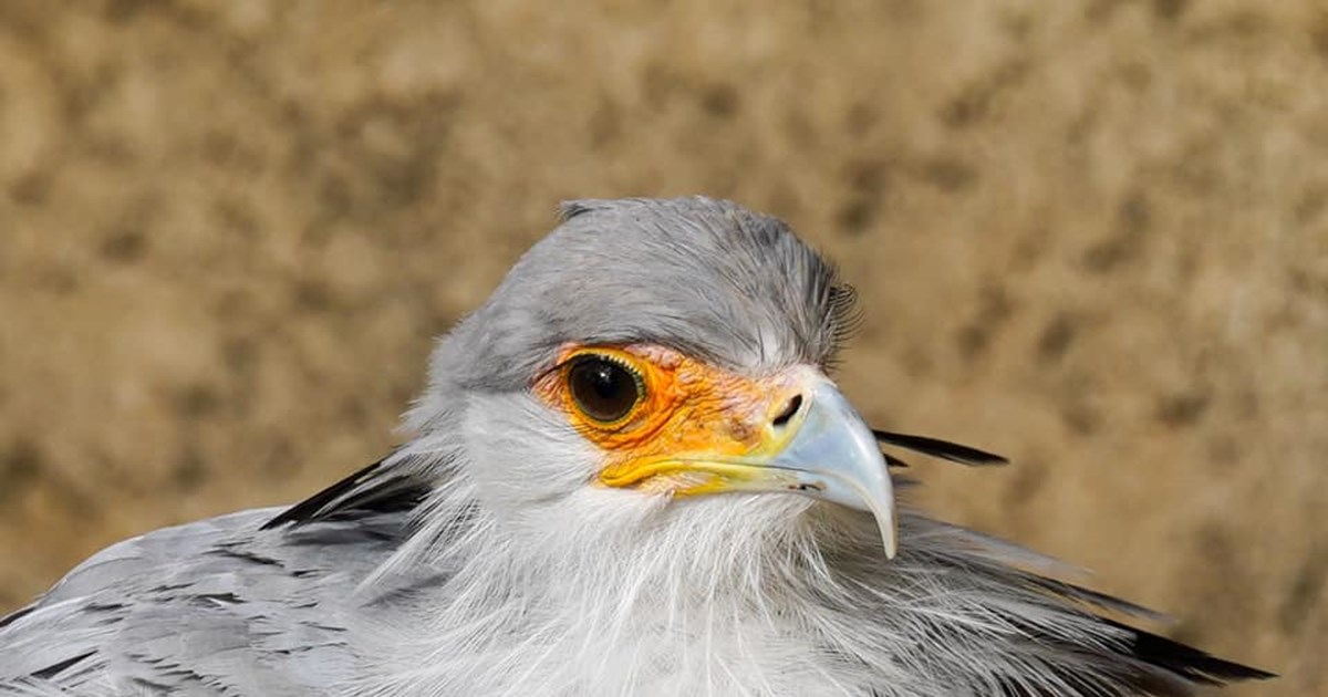 secretary-bird