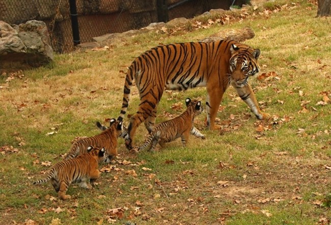Tiger Cubs and Mom