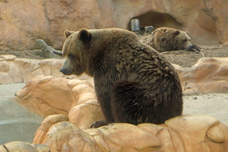 Grizzly Bears