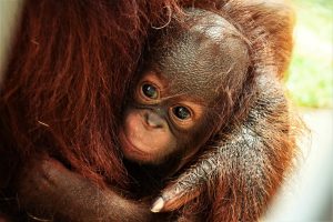 2019 Baby Orangutan