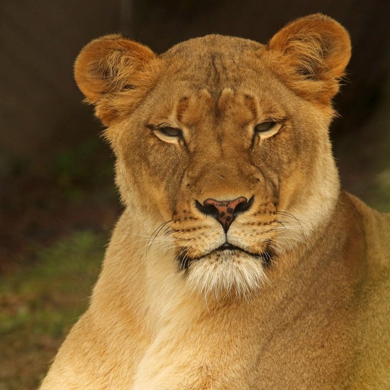 Lioness