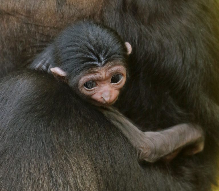 Baby Gibbon