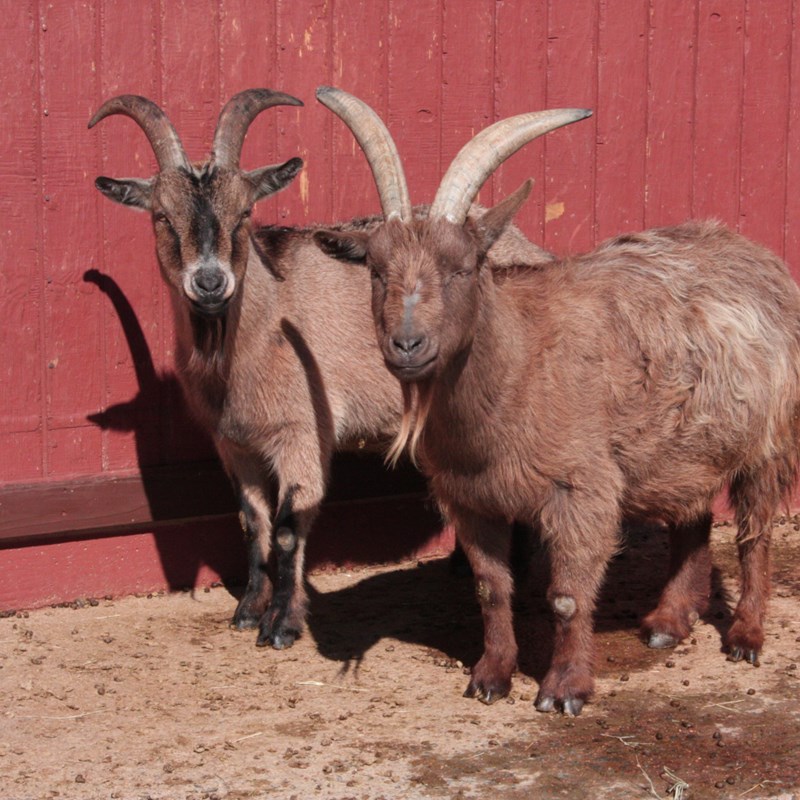 Goats at Heritage Farm