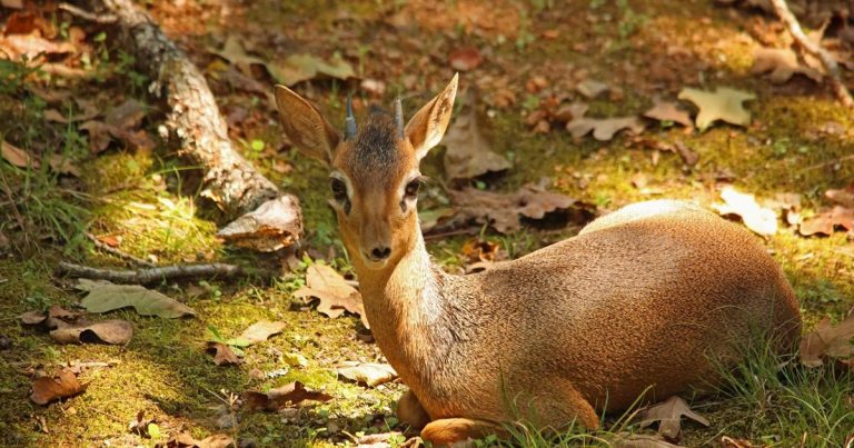 Dik Dik