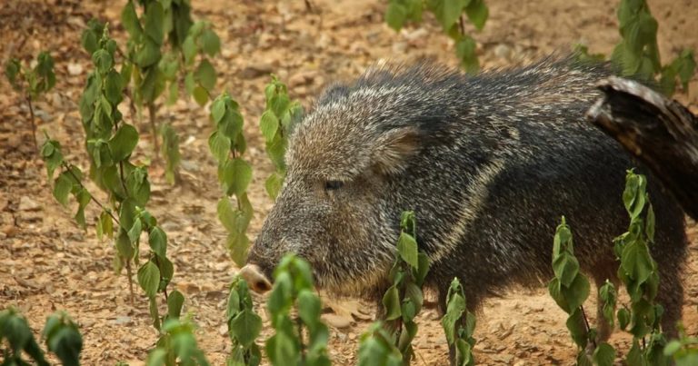Peccary