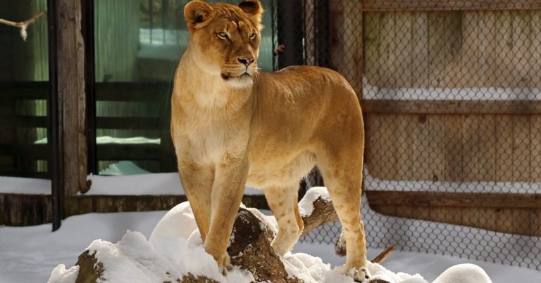 lioness-in-snow