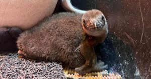 2024 Penguin Chick