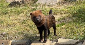 Bush Dog