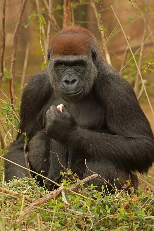 Gorilla