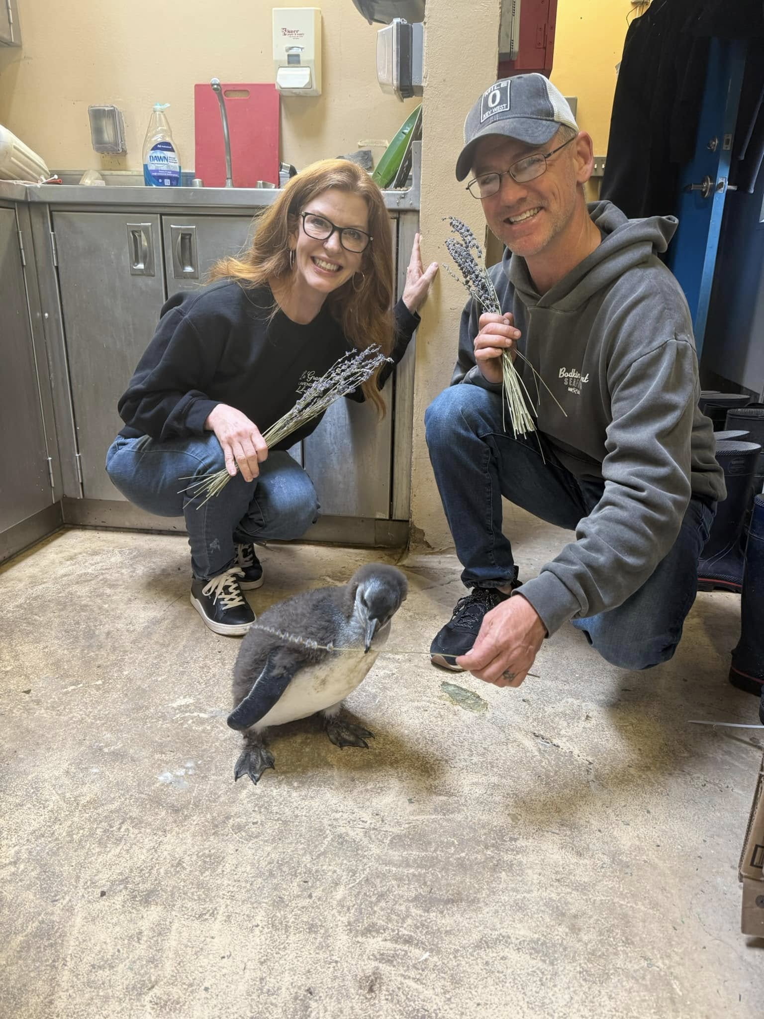 Penguin Behind the Scenes